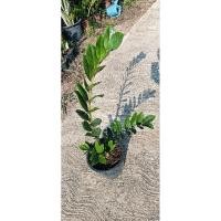 ราคา กวักมรกตเขียว ไม้มงคลไม้ฟอกอากาศกวักโชคกวักลาภกวักเงินกวักทอง (24827011213)