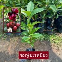 ราคา ต้นชมพู่มะเหมี่ยว ชมพู่มะเหมี่ยว (Malay apple) ถ่ายจากสินค้าจริง ไม้ยืนต้น ให้ผลเร็ว (รับประกัน สินค้า) (25158092689)