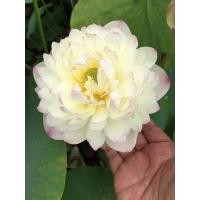 ราคา ไหลบัวหลวง charming lips (20710073451)