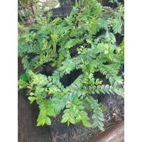 ราคา ต้นล่ำซำ ไม้มงคลเพาะเมล็ด (25107270032)