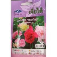 ราคา ฮอลลี่ฮ็อค ดอกซ้อน ( เจียไต๋ ) (1094326504)