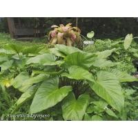 ราคา กล้วยด่างเลือดนก กวักพระพรหมป่า ค้างคาว ฟาโรห์เสินเจิ้น เสน่ห์จันทร์เขียวป่าจัดส่งชุดละ1ต้น ราคา199.50บาทคุ้มมากๆๆๆๆ (15238212083)