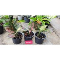 ราคา ต้นอโกลนีมา Aglaonema รับเงินรับทอง (10746288165)
