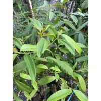 ราคา ต้นชะมวง ใบมวง ใบรสชาติเปรี้ยว ผักสวนครัวติดบ้าน ไว้ทำกับข้าวต้มหมูชะมวง ต้นสูง 1เมตร (23840767668)