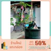 ราคา บอนไซเพรมน่าเกาะหิน สินค้ามีคุณภาพ พร้อมส่ง (13738837674)