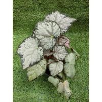 ราคา ต้นบีโกเนีย"Pink Surprise"[ Begonia" Pink Surprise " ไม้ในกระถาง3" (29752262404)