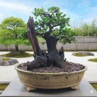 ราคา ต้นตะโกนาบอนไซไม้ดัดต้นไม้มงคลต้นไม้โครงสร้าง GTD2069 (28977825521)