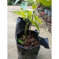 ราคา ต้นย่านางพร้อมปลูก ใบใช้ปรุงอาหารส้มตำซุปหน่อไม้ต้มเปรอะ (20089727954)