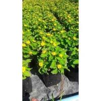 ราคา กระดุมทอง ต้นกระดุมทอง สวนเขาหมาก ไม้ดอก ไม้สวย ไม้ประดับ ดอกไม้ home garden (3392536956)