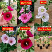 ราคา (1ต้น) ต้น ฮอลลี่ฮ็อค ฮอลลี่ฮ็อค Holly hock / Paradise (23279360328)