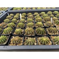 ราคา Gymnocalycium mihanovichii LB2178 ไม้เพาะเมล็ดแท้ (21157889368)