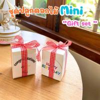ราคา ชุดปลูกดอกไม้ " Mini gift set" โบว์แดง ของขวัญปัจฉิม ของขวัญรับปริญา ของชำร่วย ของขวัญ จัดทำ 1-2 วัน୨ৎ (28524401260)