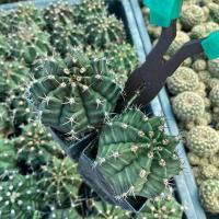 ราคา ต้น ยิมโน มิฮาโน่ กระถาง 2 นิ้ว กระบองเพชร ตะบองเพชร เเคคตัส จิ๋ว (25961790276)