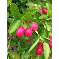 ราคา ต้นมะม่วงหาวมะนาวโห่ มะม่วงหาวมะนาวโห่ ผลอ่อนมาก กรอบ (20625230802)