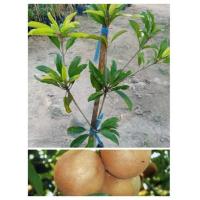 ราคา ต้นละมุดสาลี่ยักษ์#ติดผลเร็วผลกลมใหญ่หวานกรอบ สูง70-90ซ.ม แบบทาบกิ่ง (13061353056)