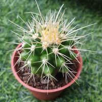 ราคา Echinocactus grusoniiกระบองเพชร ถังทอง (3235276405)