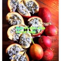 ราคา เมล็ด ผักสาบ ผักอีนูน จำนวน 50 เมล็ด (3835255814)