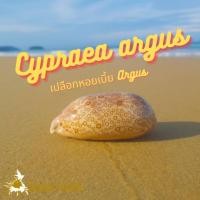 ราคา Andaman seashell เปลือกหอยเบี้ย Argus (Cypraea argus) (42969027164)