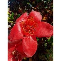 ราคา ดอกงิ้วแดงป่าตากแห้ง ดอกงิ้วตากแห้งคัดพิเศษ ขนาด 50 กรัม (4867694764)