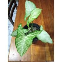 ราคา ต้นออมเงินออมทองไม้มงคล (11545967345)