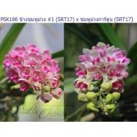 ราคา กล้วยไม้ช้างชมพูม่วง PSK166 ไม้ชุดนี้ออกได้ทั้งชมพูม่วงเต็มดอกและชมพูม่วงการ์ตูน สีสดใส หอมมาก พร้อมช่อดอกทุกต้น (18603430624)