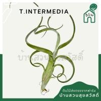 ราคา Tillandsia Intermedia ทิลแลนเซีย (28010445013)