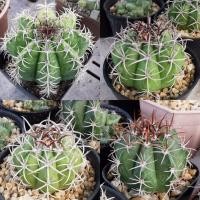 ราคา กระบองเพชร เมโลแคระ เมโลแคคตัส มาแทนซานัส (Melocactus matanzanus) (5421935038)