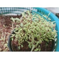 ราคา 100 เมล็ด 10บาท เมล็ดต้นกระดาษยูคาลิปตัส (5378179875)