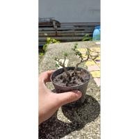 ราคา เพรมน่าไต้หวันโครงสร้างไม้จิ๋ว (43874231388)