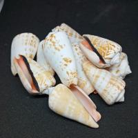 ราคา เปลือกหอย สังข์กระโดดปากส้ม บ้านของน้องปูเสฉวน ตกแต่งตู้ปลา งาน DIY งานสะสม100กรัม (7844376350)