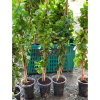 ราคา {โปร5ต้น} กิ่งตอนแก้วเจ้าจอมพันธุ์10ใบ(6+4) สูง60-80เซนติเมตร (42851693038)