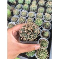 ราคา เมโลแคคตัส แคระ Melocactus (28386490773)