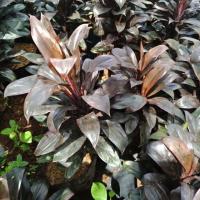 ราคา F359 ต้นหมากผู้หมากเมีย เทียนทัด เงาะถอดรูป Cordyline fruticosa ‘Thianthad’ #ต้นไม้มงคล (4937610884)