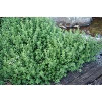 ราคา 500 เมล็ด ไทม์- Thyme (2016246533)