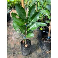 ราคา ต้นส้มโอแดงทับทิมสยามเสียบยอดต้นสูงประมาณ 50 เซนติเมตรพร้อมปลูก (43917119796)