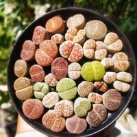 ราคา Lithops ไลทอป ไลทอปหลายหลายสายพันธ์ุ ไลททอปหายาก ไลทอปด่าง ไลทอปสามแฉก ไลทอปแฝด ไลทอปฟรอมกอ (10206074776)