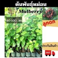 ราคา ต้นพันธุ์หม่อนลูกดก ต้นมัลเบอรี่ พันธุ์เชียงใหม่60 ต้นสูง 80-100 ซม. ต้นหม่อน มัลเบอรี่ กิ่งหม่อน Mulberry จัดสวน (11544622223)