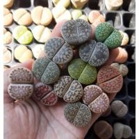 ราคา Lithops ไลทอปคละสายพันธุ์ ขนาด 2.5-3 เซนติเมตร ไซส์ใหญ่ๆ ชุดA (4492103130)