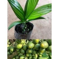 ราคา ต้นหมากเตี้ย หมากพันธุ์เตี้ยเนื้อขาว (28369827750)