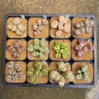 ราคา Lithops ไลทอป (1-12)รากเดินดีแข็งแรง หินมีชีวิต คละสายพันธ์ ฟอร์มกอ ไม้เพาะเมล็ด จัดส่งทั้งกระถาง (29618151021)