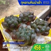 ราคา New Arrival สินค้าใหม่ พึ่งนำเข้า Haworthia Marusaki Obtusa succulents 2U กุหลาบหินนำเข้า ไม้อวบน้ำ (4455842087)