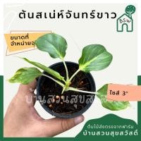 ราคา เสน่ห์จันทร์ขาว กระถาง 3 นิ้ว (11994179798)