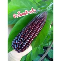 ราคา เมล็ดพันธุ์ข้าวโพดข้าวก่ำ 20 เมล็ด ( พันธุ์แท้ ) (28867460418)