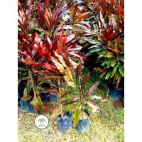 ราคา ต้นตีนเป็ดแดง ใบสีแดง ตีนเป็ดแดง ชอบแดด ตีนเป็ด (25125106446)