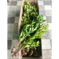 ราคา ไทรเกาหลี[พร้อมส่ง]สูง35-50ซม.(ชุด10ต้น+แถมฟรี)ปลูกได้ทันที (9785087606)