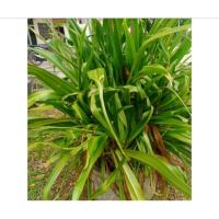 ราคา ต้นพลับพลึงเก็บสดจำนวน 5 ใบ (42964821660)