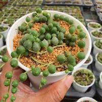 ราคา Senecio Rowleyanus Buddha Pearl 7cm G Succulents กุหลาบหินนำเข้า ไม้อวบน้ำ.Imported Live Succulents plant (4420273948)