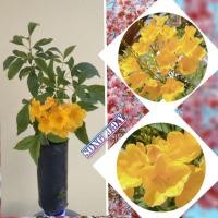 ราคา ต้นดอกสร้อยทอง หรือ ทองอุไร 3 ต้น 120 ฿ (8111718031)