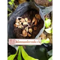ราคา พะยอม ,เมล็ดพะยอมแบบมีหน่อรากแล้วพร้อมลงดิน (9250063365)