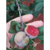 ราคา พลัมแดง ลูกไหน กัฟรูบี้ คละได (9334749089)